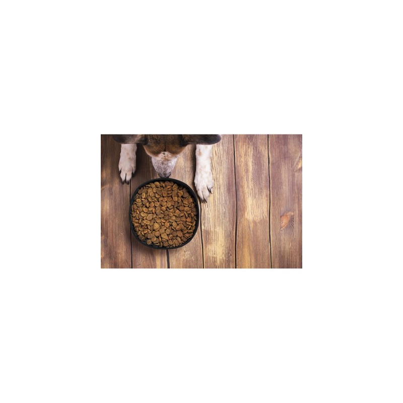 Składana miska dla psa RPET