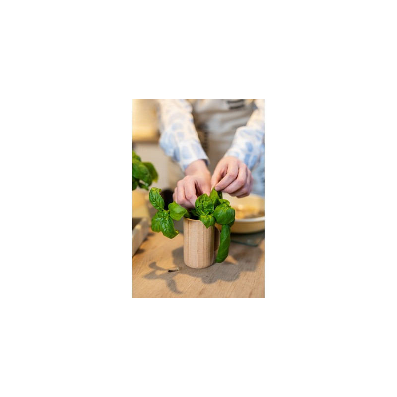 Drewniana doniczka nasiona bazylii i ziemia | Dottie