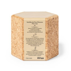 Korkowa doniczka nasiona sosny