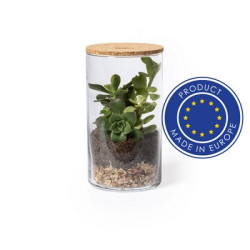 Szklane terrarium nasiona kaktusa