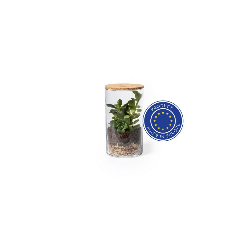 Szklane terrarium nasiona kaktusa