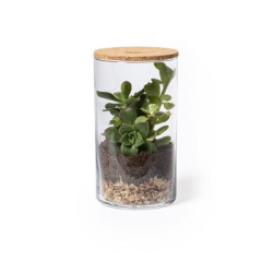 Szklane terrarium nasiona kaktusa